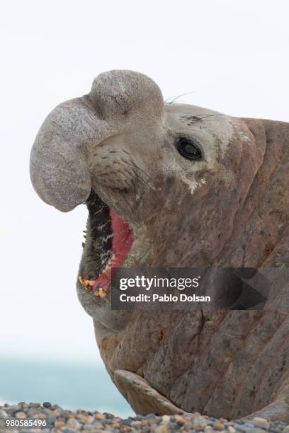 close-up of elephant seal yawning, comodoro rivadavia, chubut, argentina - chubut province ストックフォトと画像