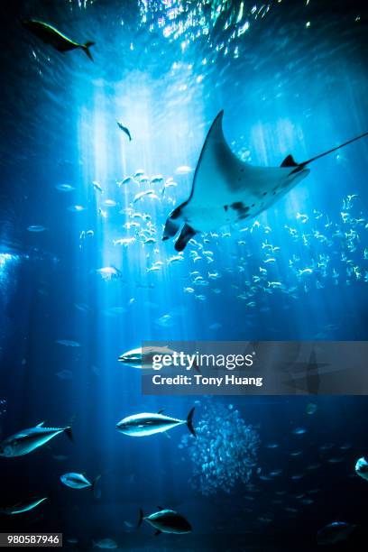 in a dream world - manta ray stock pictures, royalty-free photos & images