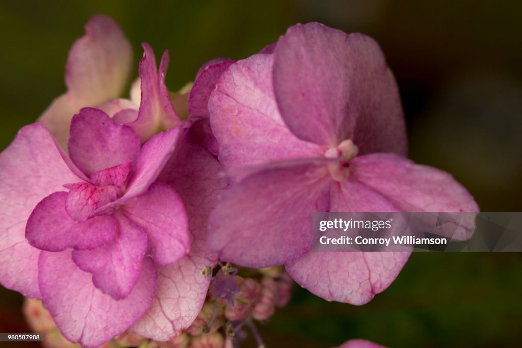 Flower2