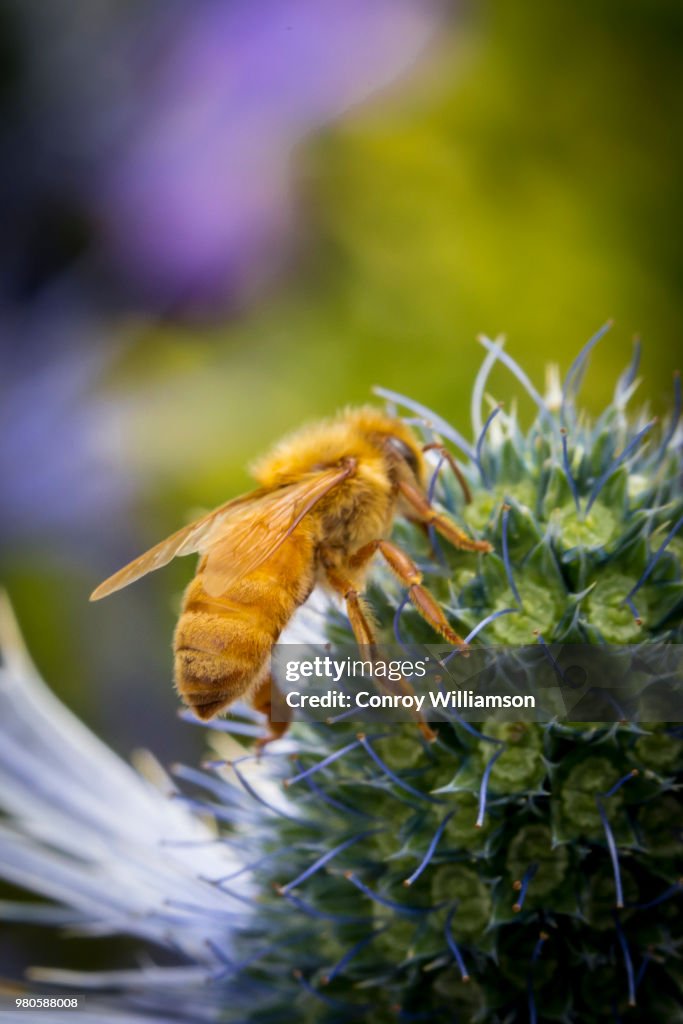 Bee