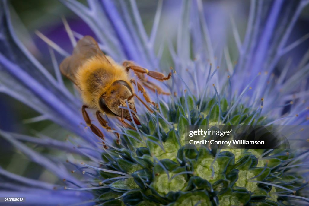 Bee