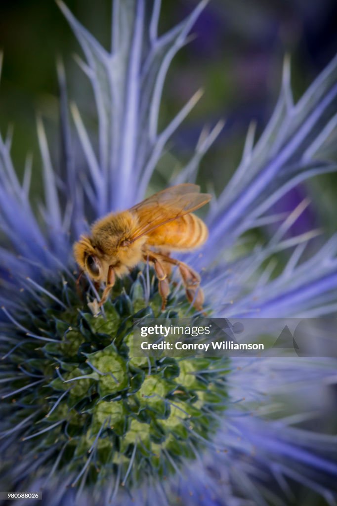 Bee-Ball