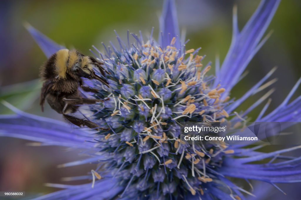 Bee