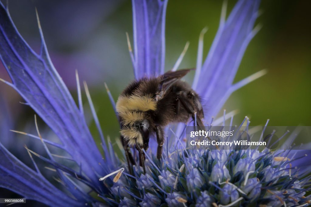 Bee