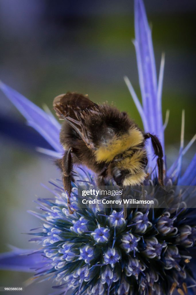 Bee