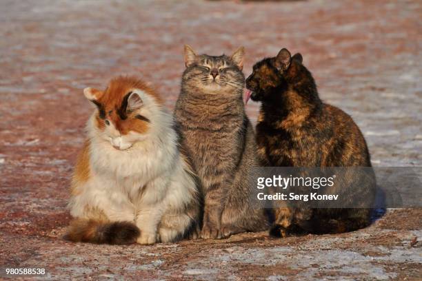 portrait of cats sitting together - drei tiere stock-fotos und bilder