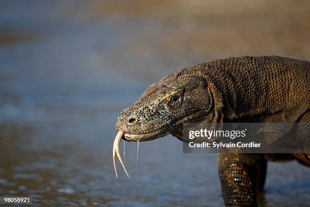 komodo dragon - nusa tengara oriental imagens e fotografias de stock
