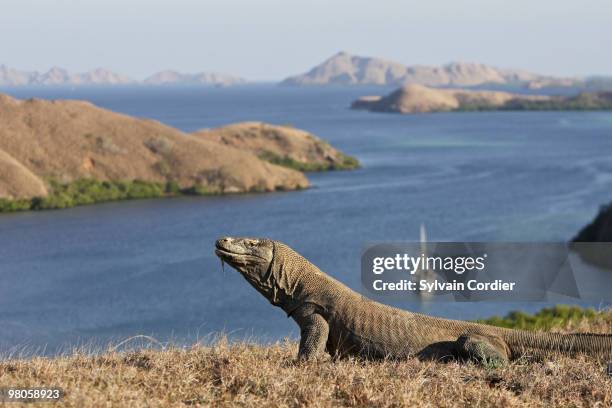 komodo dragon - oost nusa tenggara stockfoto's en -beelden