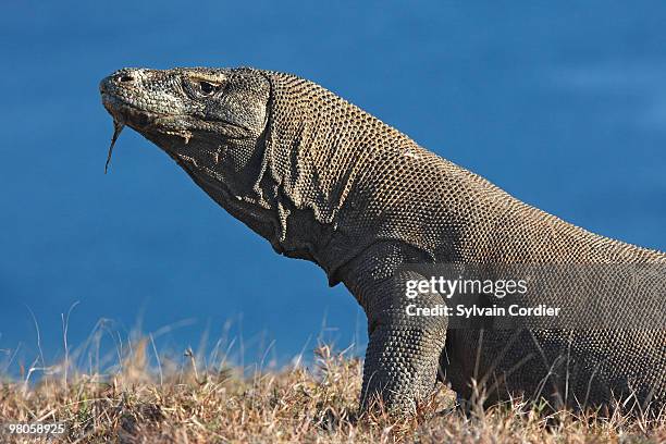komodo dragon - nusa tengara oriental imagens e fotografias de stock
