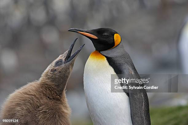 king penguin - royal penguin stock pictures, royalty-free photos & images