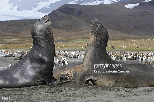 southern elephant seal - southern elephant seal stock pictures, royalty-free photos & images