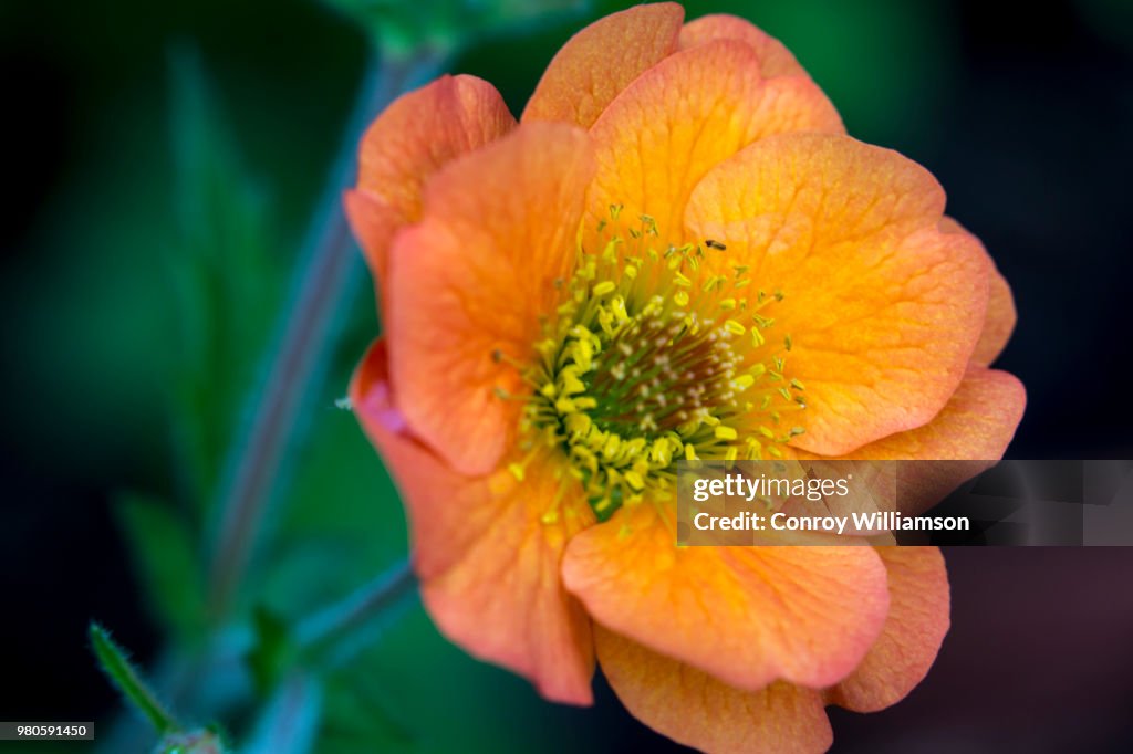 Orange Flower
