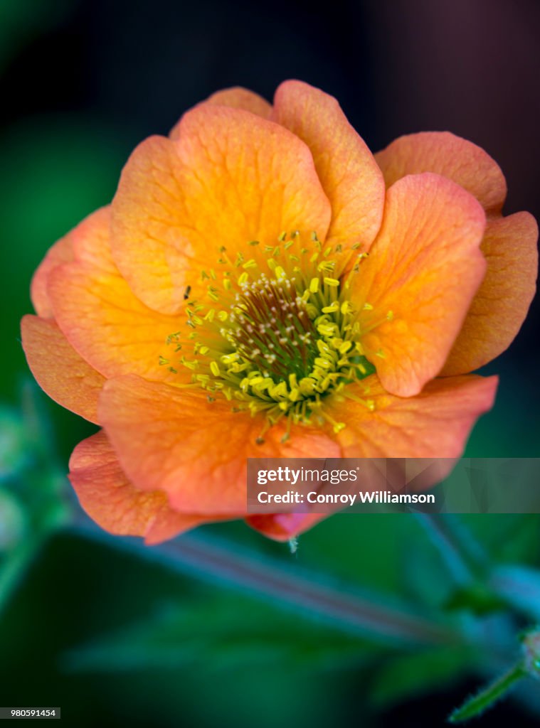 Orange Flower2
