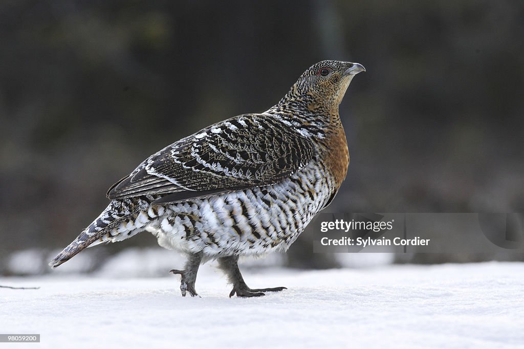 Western Capercaillie