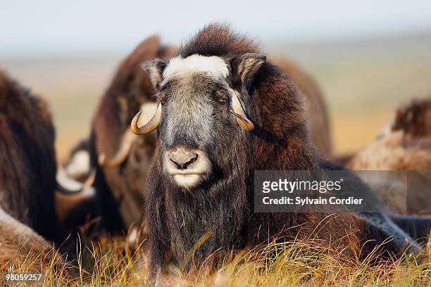 muskox - nome stock pictures, royalty-free photos & images