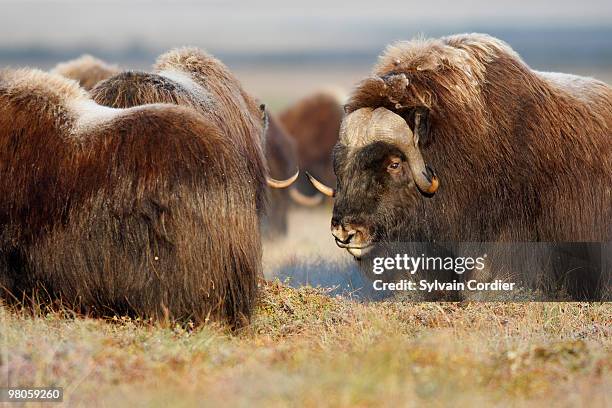 muskox - musk ox stock pictures, royalty-free photos & images