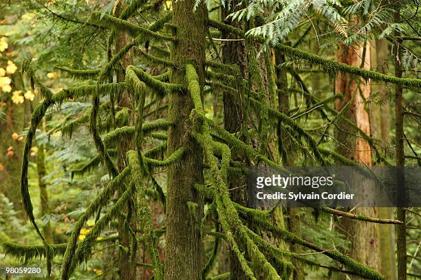 old growth forest - colombie britannique imagens e fotografias de stock