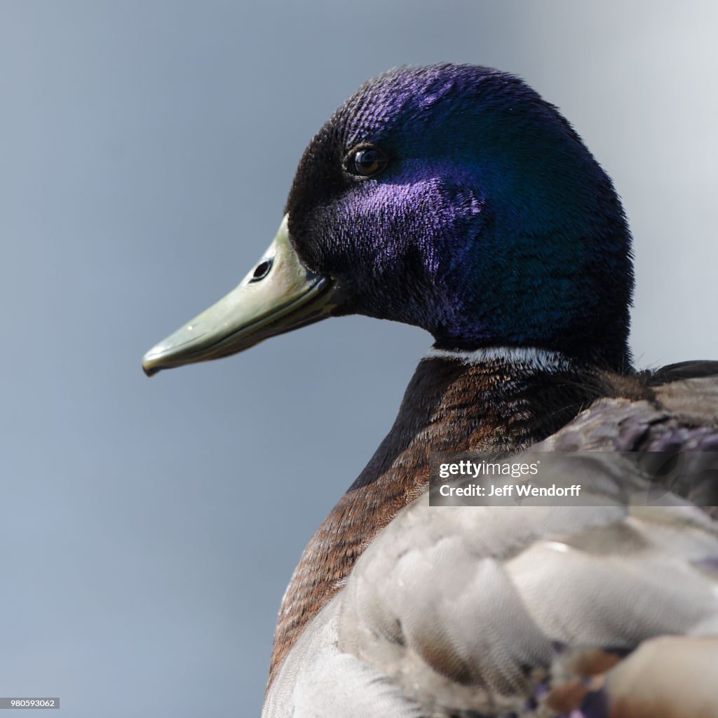 Purple Haze - Mallard Portrait