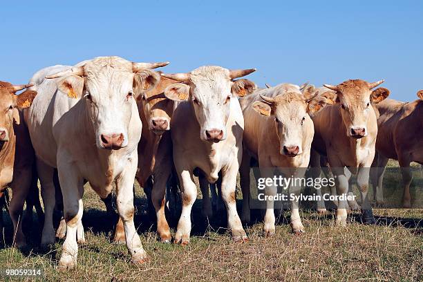 young charolais cattle - charolais rind stock-fotos und bilder