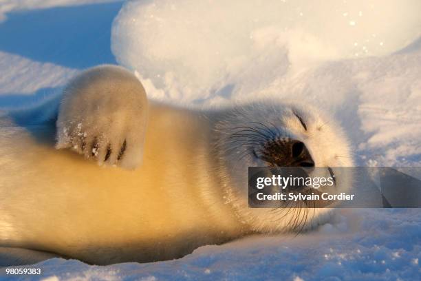 harp seal - islas de la magdalena fotografías e imágenes de stock