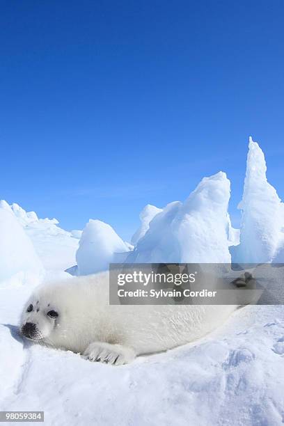 harp seal - islas de la magdalena fotografías e imágenes de stock