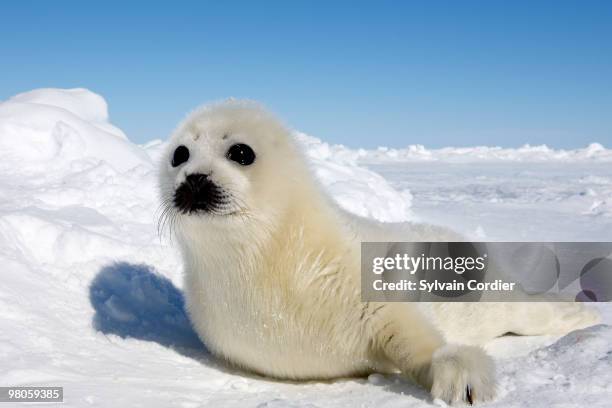 harp seal - islas de la magdalena fotografías e imágenes de stock