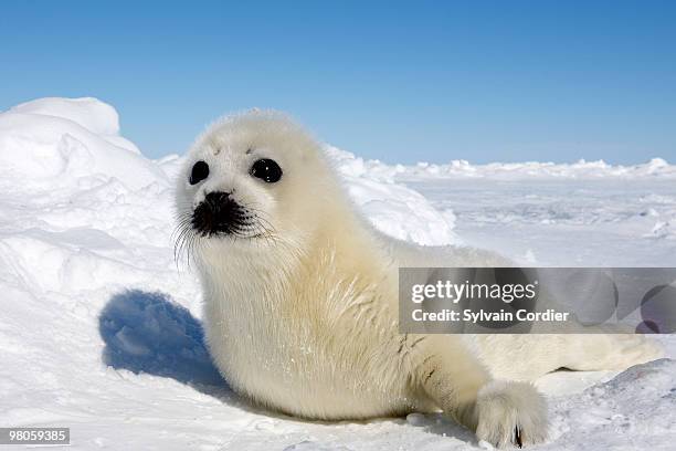 harp seal - seal pup 個照片及圖片檔