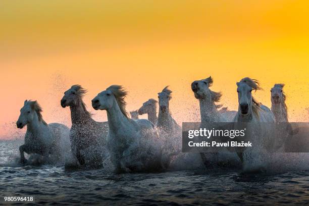 carmargue horses running in water. - majestic horse stock pictures, royalty-free photos & images