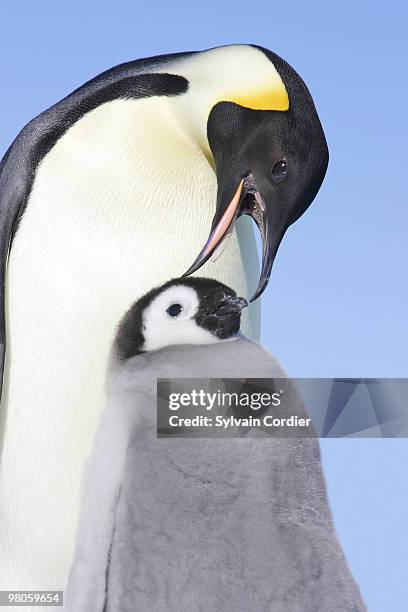 emperor penguin - snow hill island photos et images de collection