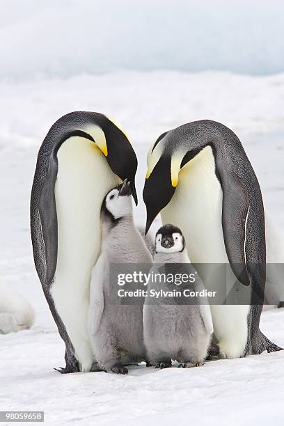 emperor penguin - snow hill island stock pictures, royalty-free photos & images