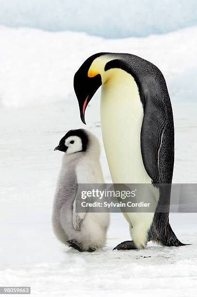 emperor penguin - snow hill island - fotografias e filmes do acervo