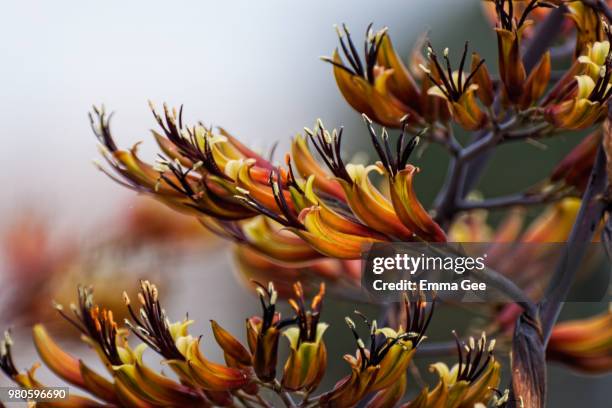 new zealand flax. - new zealand flax stockfoto's en -beelden