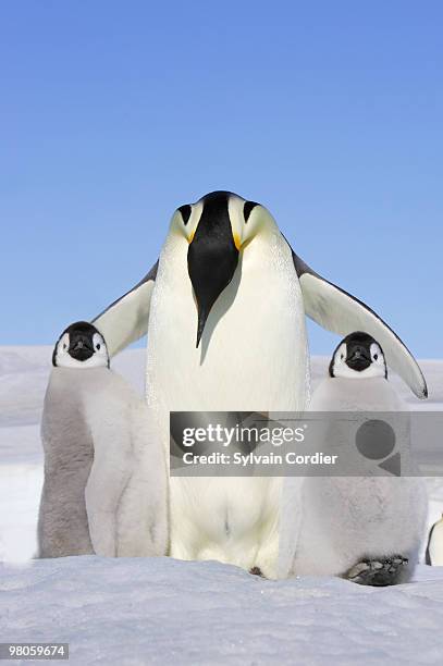 emperor penguin - weddell sea - fotografias e filmes do acervo