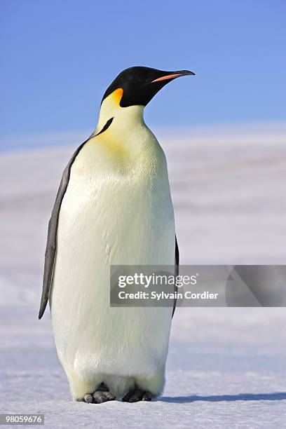 emperor penguin - snow hill island stock pictures, royalty-free photos & images