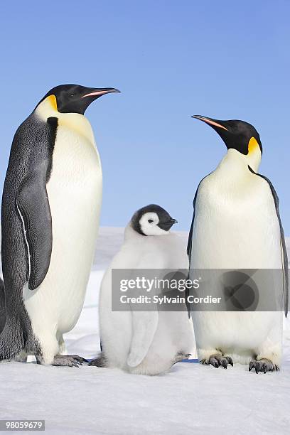 emperor penguin - snow hill island bildbanksfoton och bilder