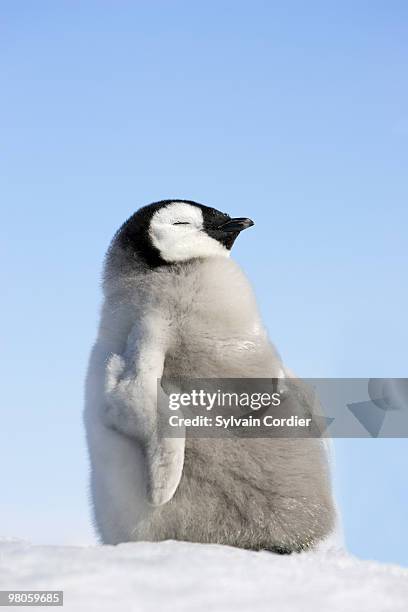 emperor penguin - snow hill island - fotografias e filmes do acervo