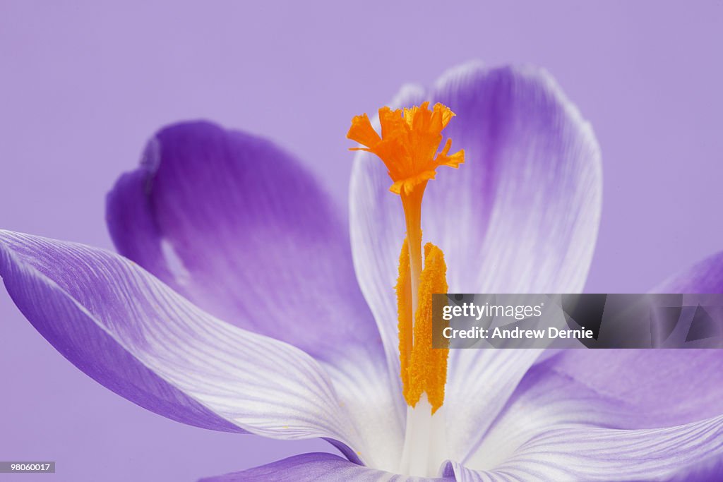 Crocus