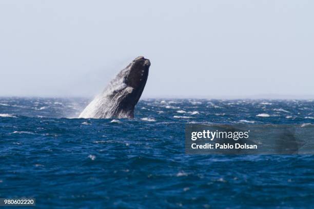 ballena franca - balena photos et images de collection