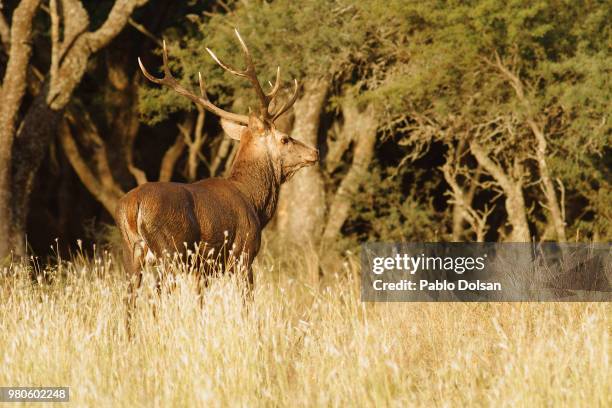 red deer (cervus elaphus) standing in meadow, la pampa province, argentina - la pampa province stock-fotos und bilder