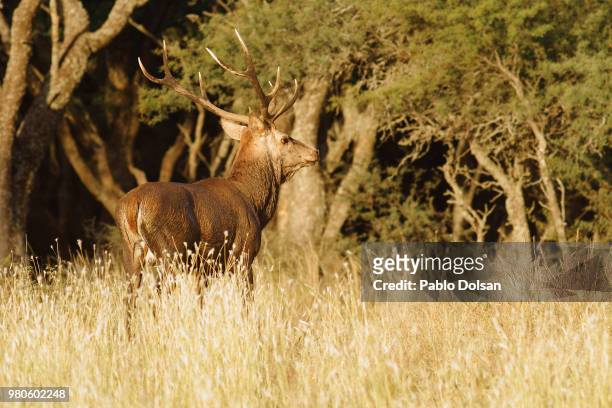 red deer (cervus elaphus) standing in meadow, la pampa province, argentina - pampa argentine ストックフォトと画像
