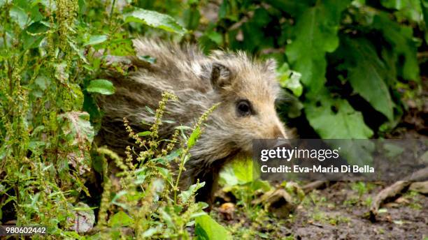 frischling, wildschwein-baby - wildschwein stock pictures, royalty-free photos & images