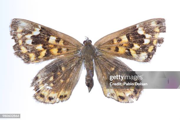 mariposa - mariposa moth bildbanksfoton och bilder