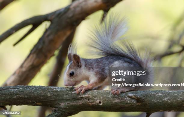 ardilla - wordpress stock pictures, royalty-free photos & images