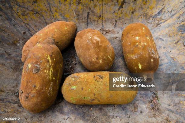 camino verde, tambopata river basin, madre de dios, peru - madre de dios stock pictures, royalty-free photos & images