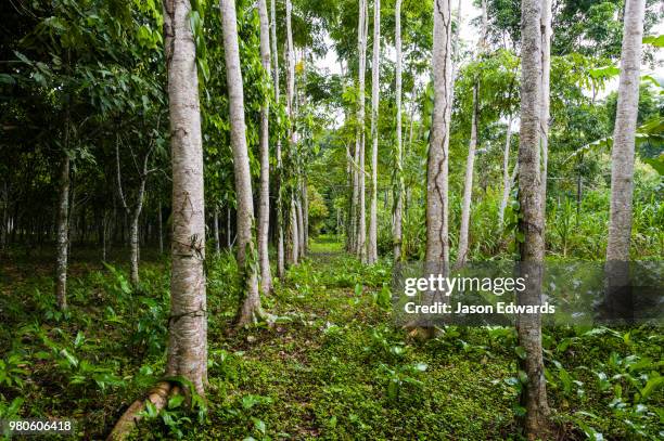 camino verde, tambopata river basin, madre de dios, peru - madre de dios stock pictures, royalty-free photos & images