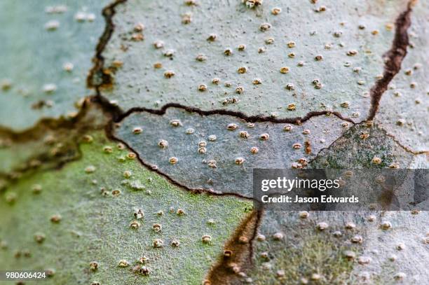 camino verde, tambopata river basin, madre de dios, peru - madre de dios stock pictures, royalty-free photos & images