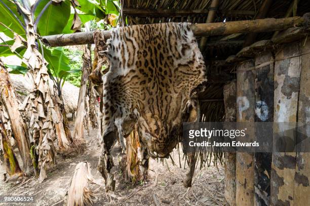 boca pariamanu native community, madre de dios region, peru - boca animal stock pictures, royalty-free photos & images