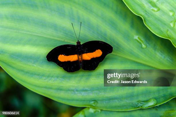 puerto maldonado, madre de dios region, peru - madre de dios stock pictures, royalty-free photos & images