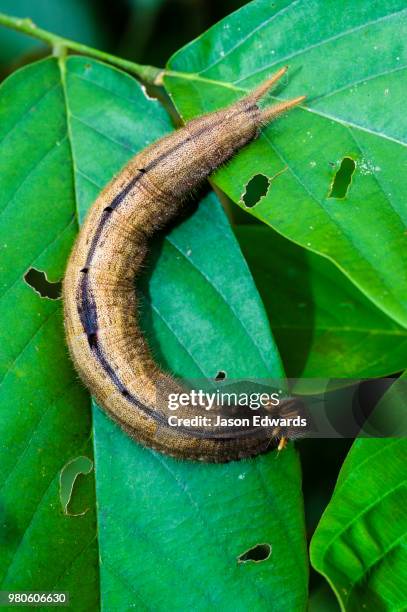 puerto maldonado, madre de dios region, peru - puerto maldonado fotografías e imágenes de stock