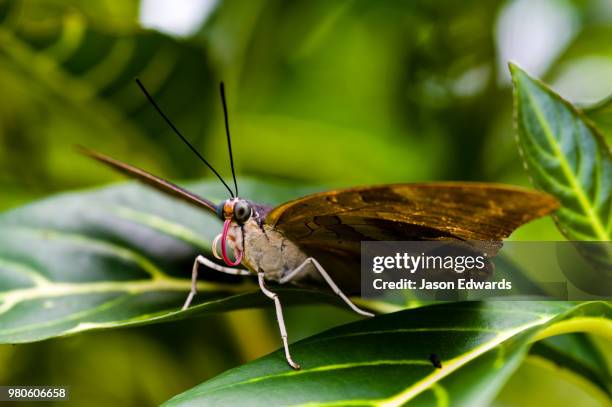 puerto maldonado, madre de dios region, peru - puerto maldonado fotografías e imágenes de stock